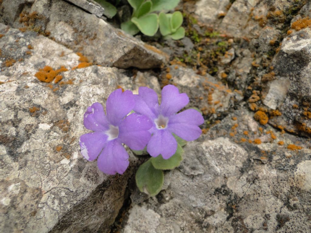 Primula recubariensis / Primula di Recoaro